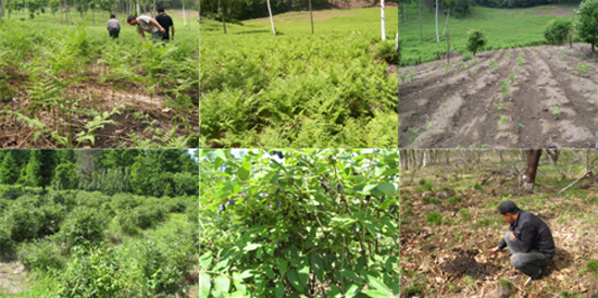 开发林冠下资源